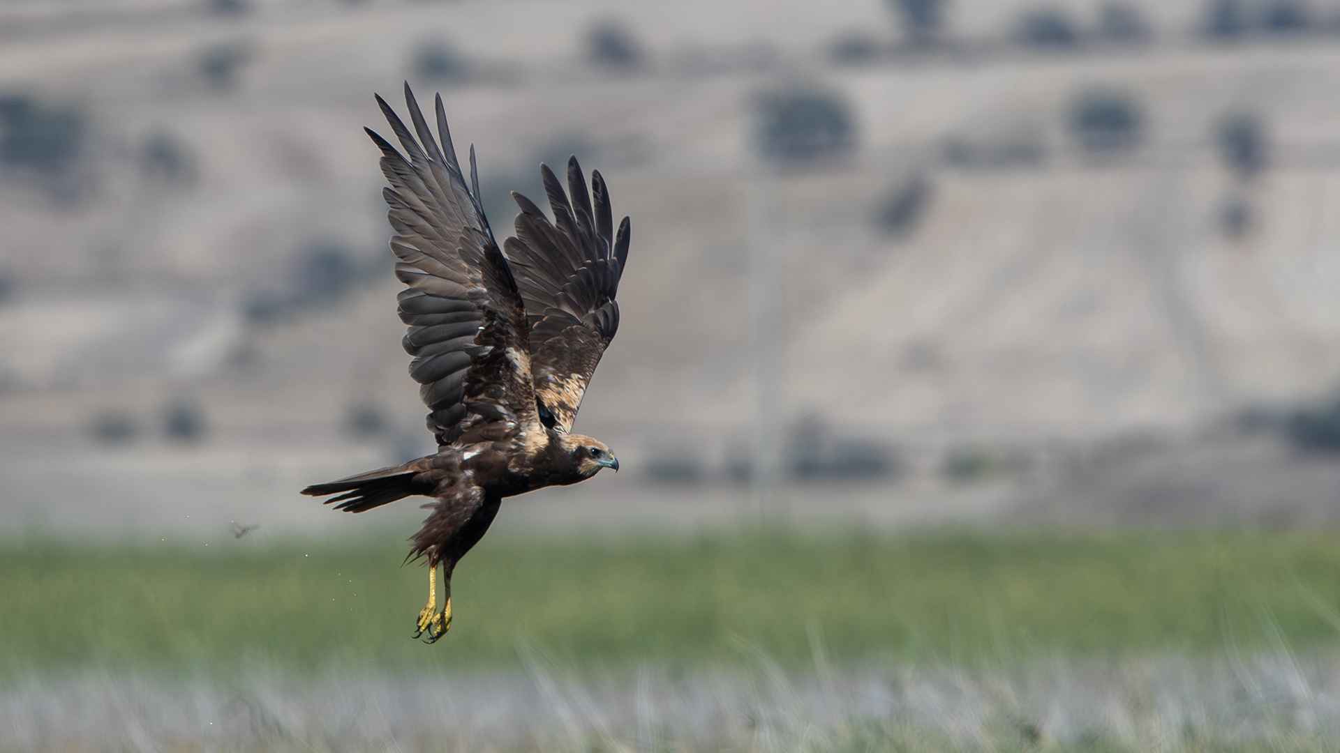 Eurasian Marsh-Harrier